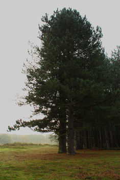 Foggy morning - Free image #294549